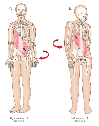 full body sketch showing transverse-plane lumbosacral joint trunk rotators going two ways.