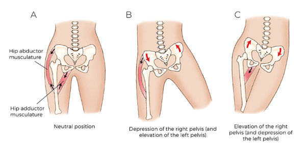 Three drawings of frontal plane hip joint abductors and adductors. 