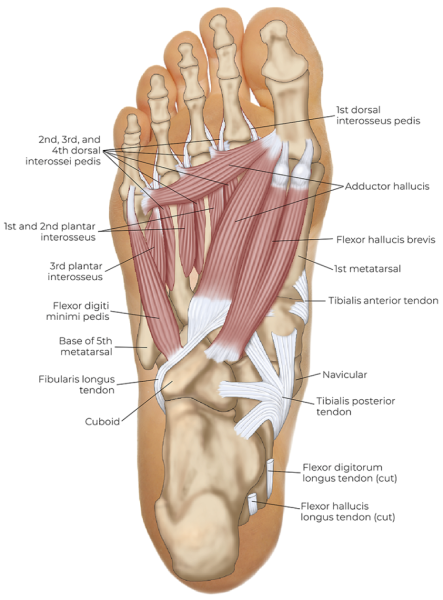 Anatomical diagram of a plantar view of the foot.