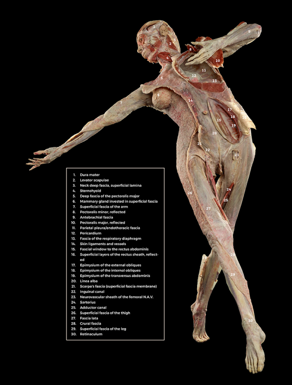 a full-body front model of FREIA with labels for each section of fascia.