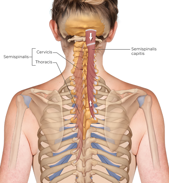 a posterior view of the semispinalis capitis descending down the neck to the spine. 