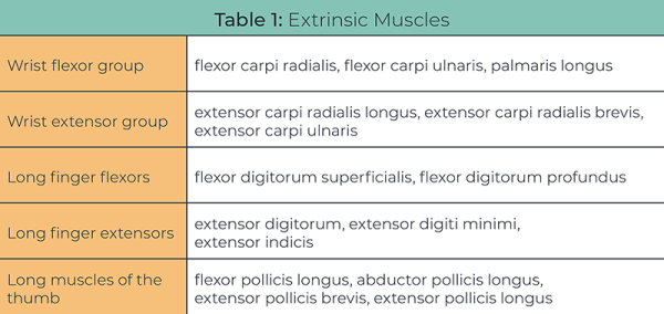 Table 1 lists the extrinsic muscles of the hand.