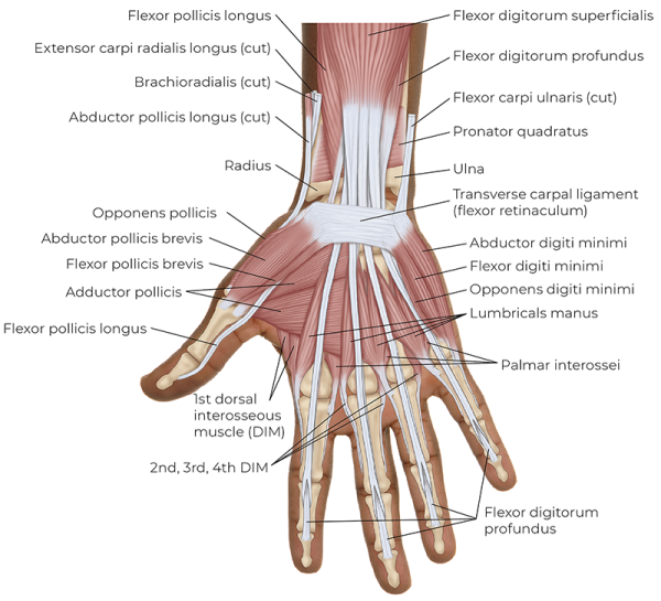 Illustration of a superficial palmar view of the intrinsic muscles of the hand.