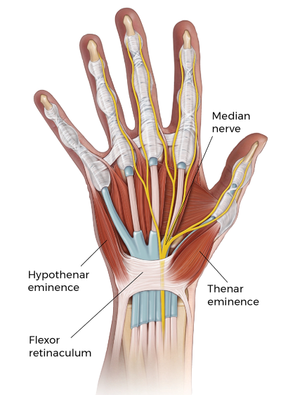 details of the tendons and nerves that run through the wrist, including the median nerve.