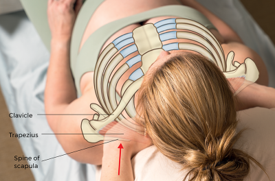 pectoral girdle deep tissue sculpting (upper trapezius).