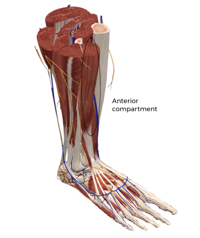 image of the lower leg bones and muscles with the anterior compartment circled.