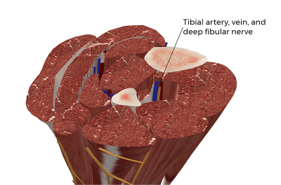 Contents of the anterior compartment including the tibial artery, vein, and deep fibular nerve.