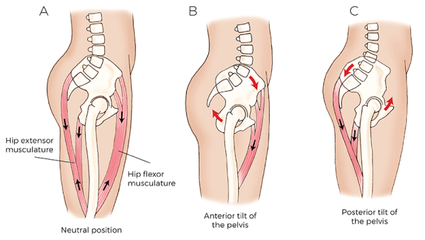 Hip flexors anteriorly and posteriorly tilt the pelvis at the hip joint.