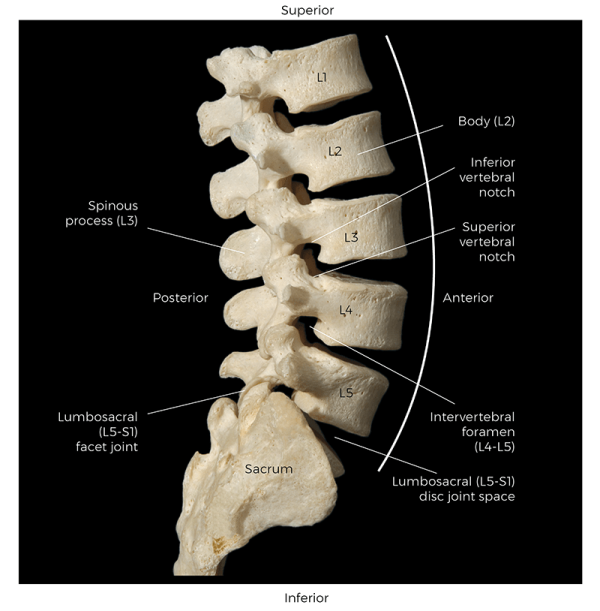 superior to inferior lateral view of the lumbosacral region.