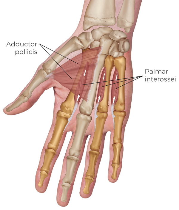 10B is an illustration of an anterior view of the palmar interossei. 