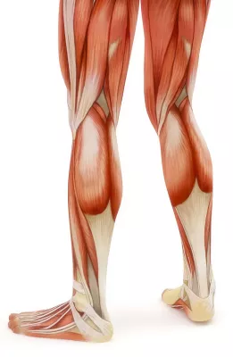 Illustration of the muscles in the posterior legs.