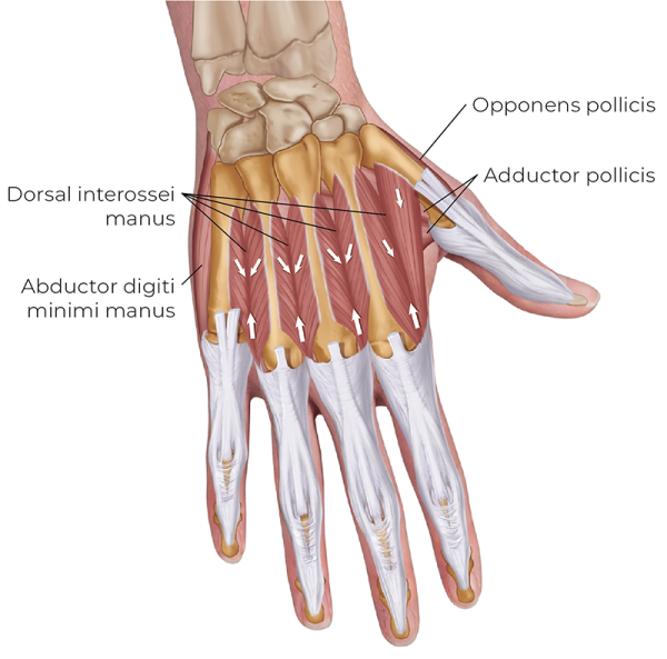 10A is an illustration of a posterior view of the dorsal interossei manus. Image 10A. 