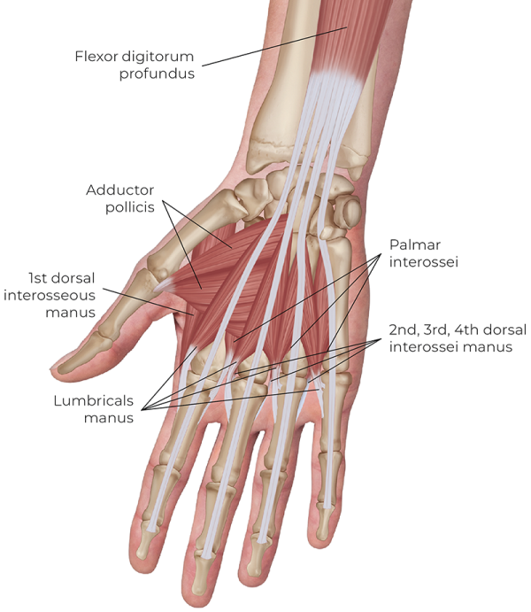Illustration displaying an anterior view of the central compartment group of muscles.