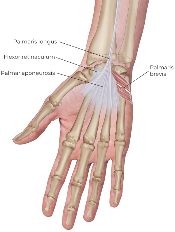 Illustration displaying an anterior view of the palmaris brevis.