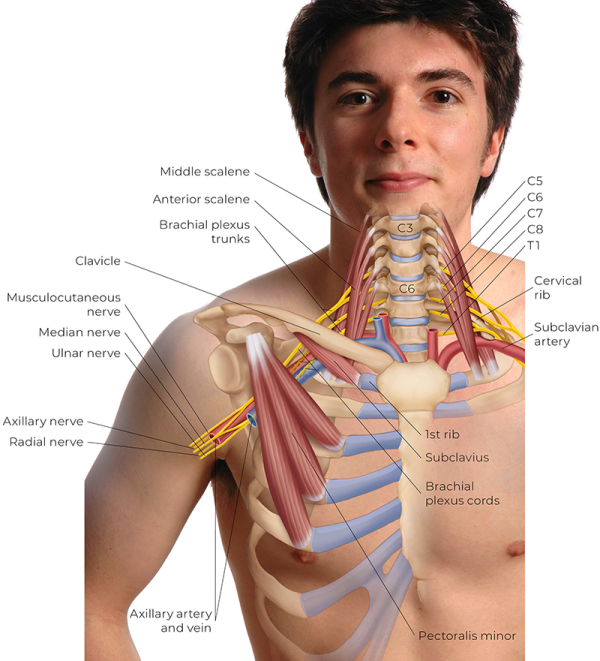 Illustration overlaying an image highlighting varous parts of the upper torso.