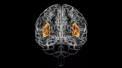 spider web outline of a brain with the left lobes and right lobes highlighted.