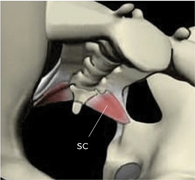 Illustration highlighting the sacrococcygeal ligament.