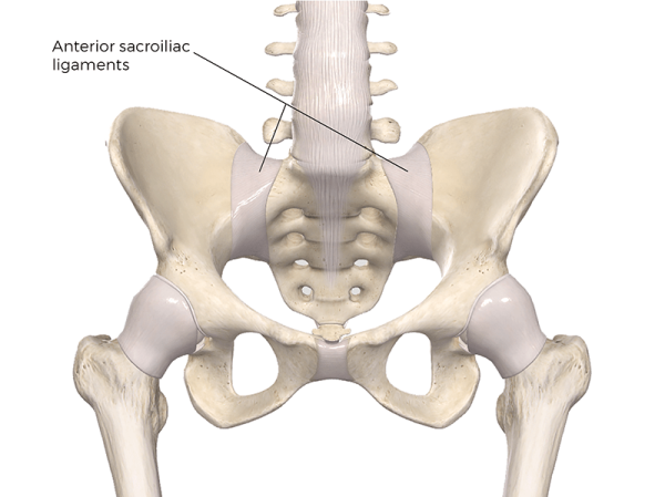 Anterior sacroiliac ligaments. 