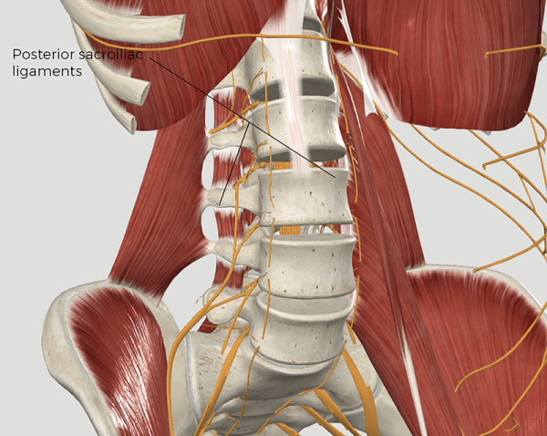 a pelvis bone area showing the posterior sacroiliac ligaments. 