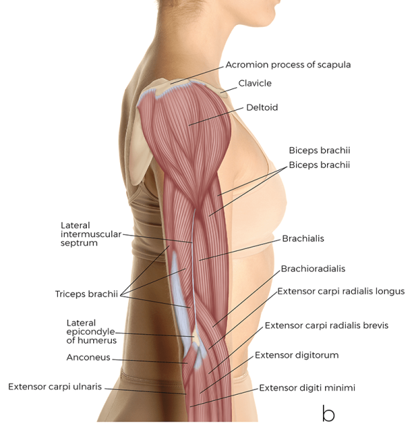 a labeled diagram of all the various muscles in the arm, lateral view. 