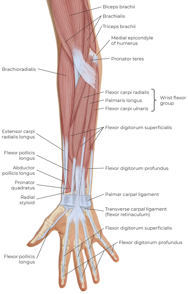 Illustration of the superficial anterior view of the extrinsic muscles of the right hand.