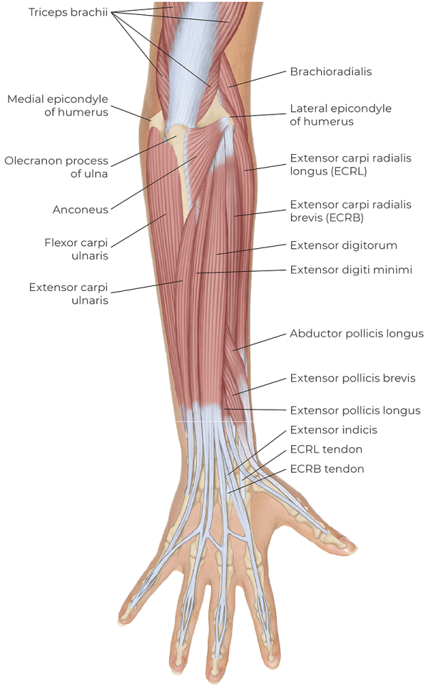 Illustration of the superficial posterior view displaying the extrinsic muscles of the right hand.