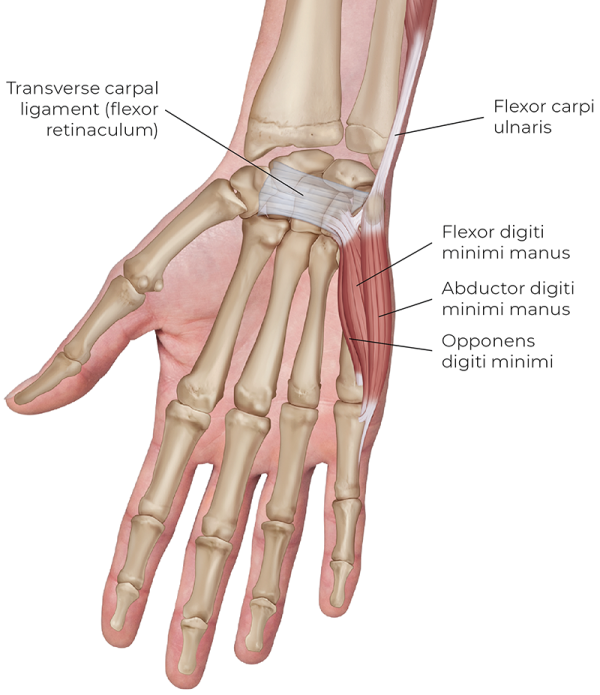 Illustration displaying an anterior view of the hypothenar eminence group of muscles. 