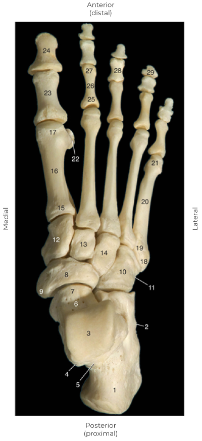 The foot in skeletal form with numbers highlighting different parts.