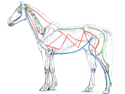 horse sketch with three of the myofascial kinesthetic lines defined by Dr. Rikke Schultz and Dr. Vibeke Elbrond drawn in red, blue, and green.
