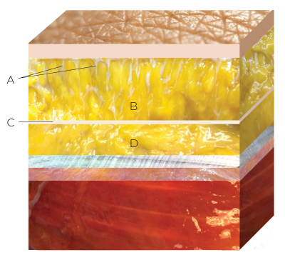 A cross section of anatomy from skin to muscle.