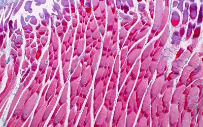 Microscopic view of human muscle tissue.