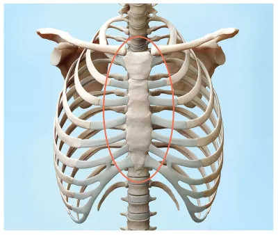 A circle draws attention to the sternum.