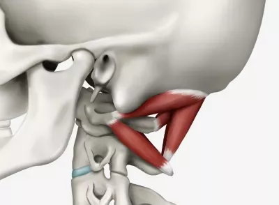  The obliquus capitis superior muscles form the superior borders of each suboccipital triangle. 