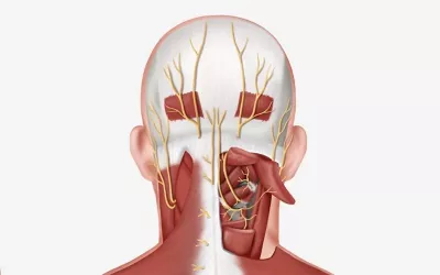 Occipital nerves on an human