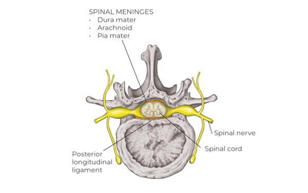 Spinal Meninges, ligaments and spinal nerves diagram