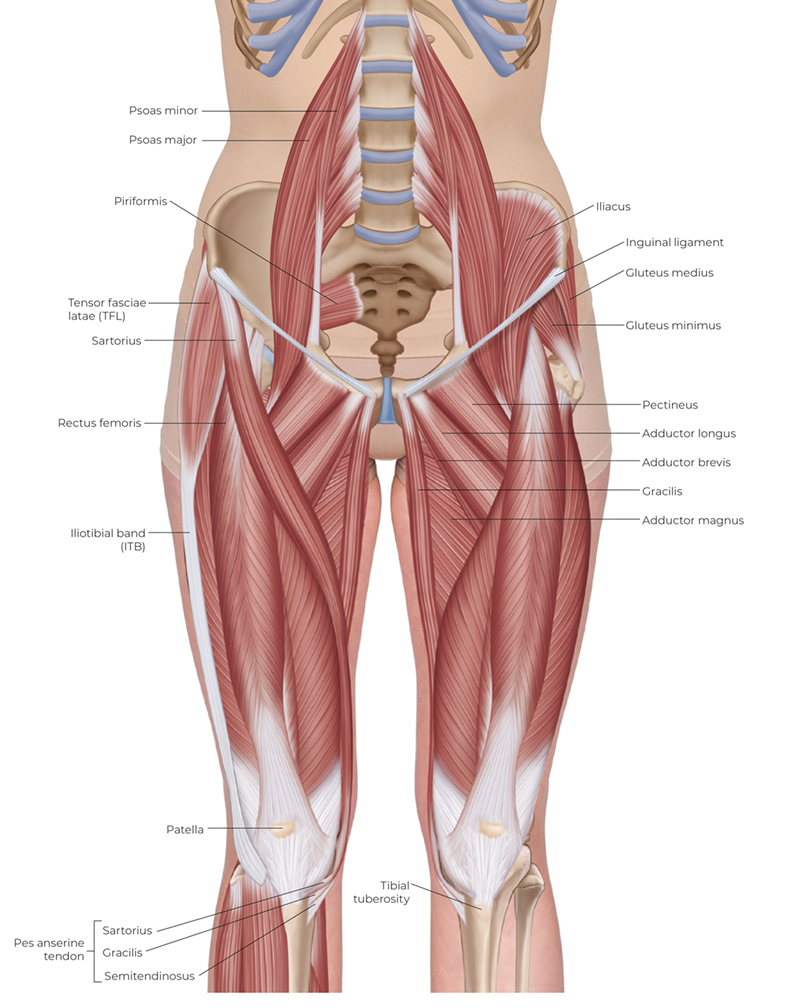 Hip flexor muscles of the anterior thigh. Anterior view.