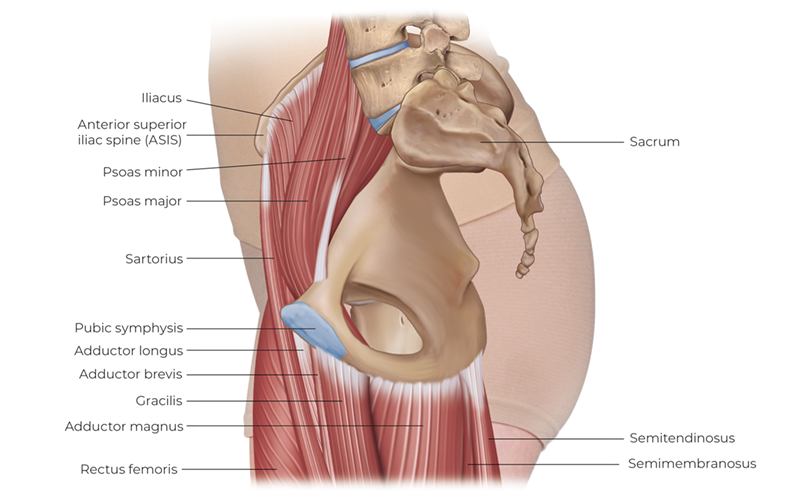 Hip muscles of the right thigh. Medial view (proximal thigh only). 