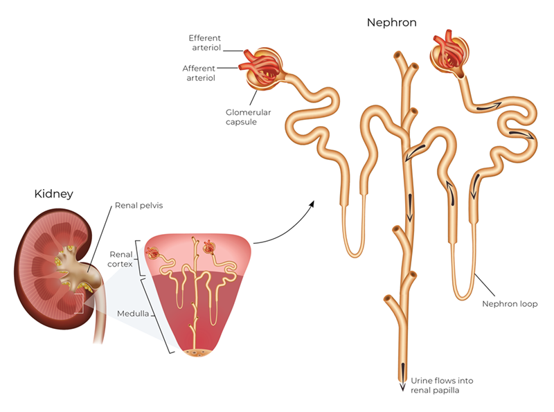 kidney structure and function from the Nephron view