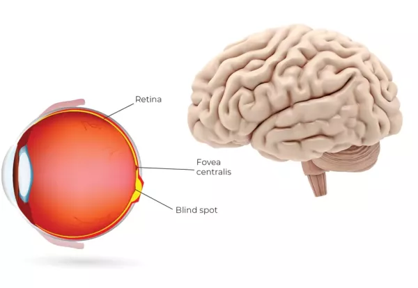 diagram illustrating the eye brain relation.