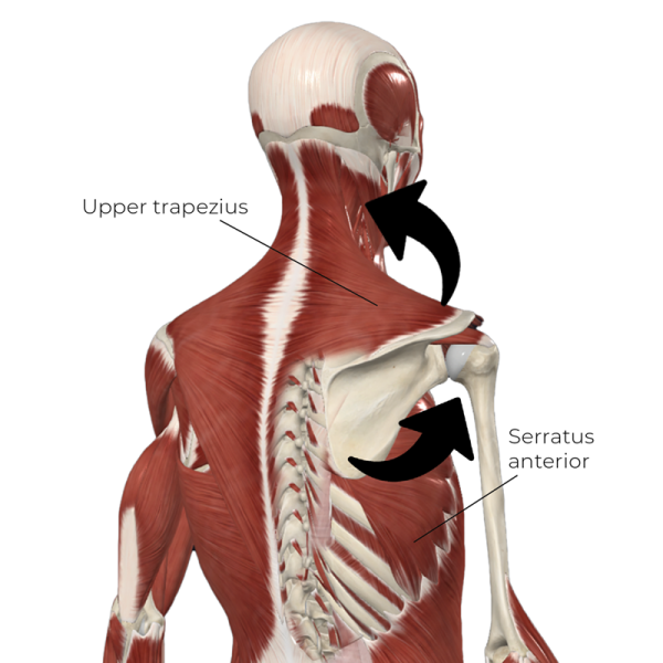 movement pattern between the upper trapezius and the serratus anterior muscles.