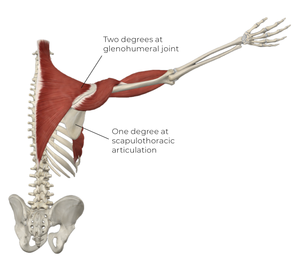 glenohumeral to scapulothoracic degrees of movement