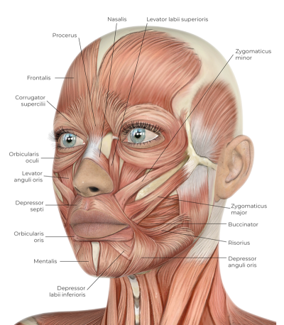 an anatomical diagram of facial muscles from the chin and cheek to the zygomatic