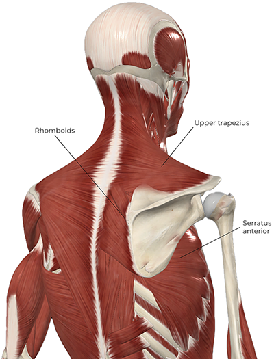 a skeleton with muscles overlayed pointing to the upper trapezius, rhomboids, and serratus anterior anatomy.