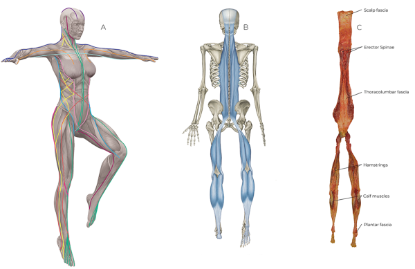 Three illustrations showing, from left to right, myofascial meridians laid out on the muscle system, the Superficial Back Line, and a dissection showing the fabric continuity with muscle and fascia combined from toes to nose.