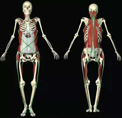 Two Spiral Lines of the fascial tissues sketched on a skeletal front and back.