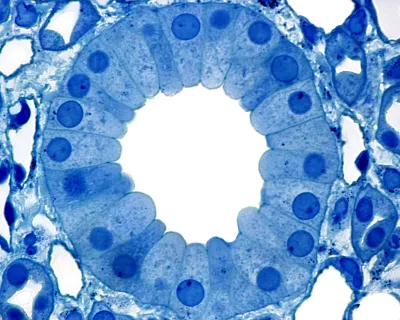 Microview of the Epithelial tissue.