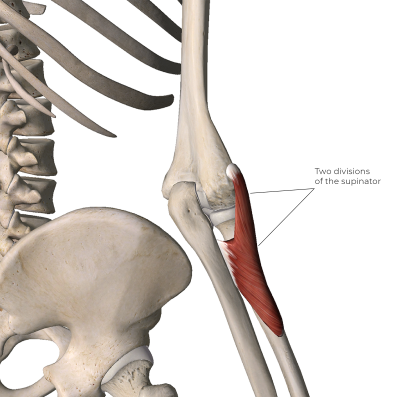 Two divisions of the supinator muscle.