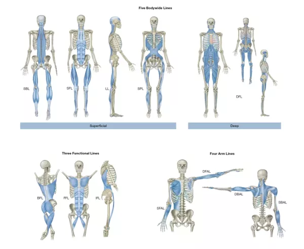 Visual 12 vertical myofascial meridians.