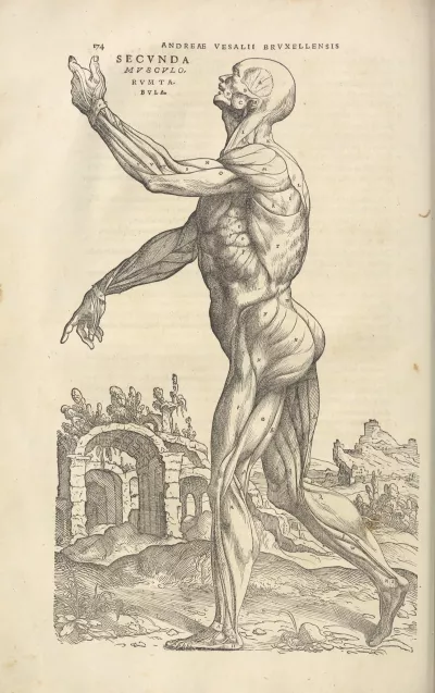 muscle man anatomy of Andreas Vesalius