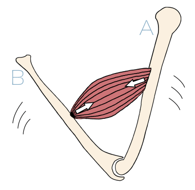 Illustration showing a muscle contracting, thus pulling equally on both of its attachments.